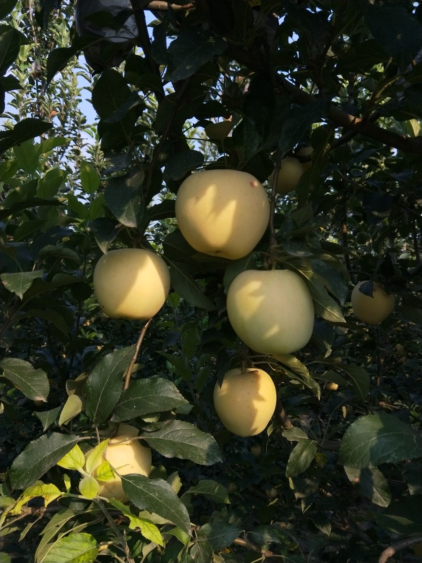 山东聊城市东昌府区黄香蕉苹果最新产地行情趋