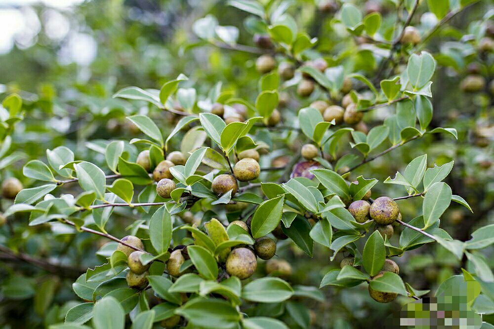 野生山茶油,至少一百多年野生山茶树   