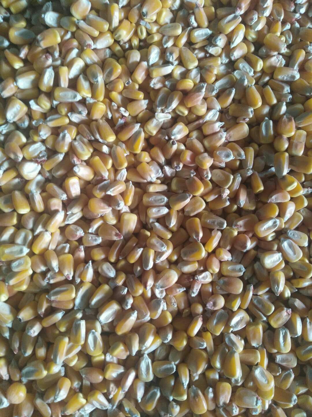 山东聊城市莘县玉米干粮最新产地行情趋势|产