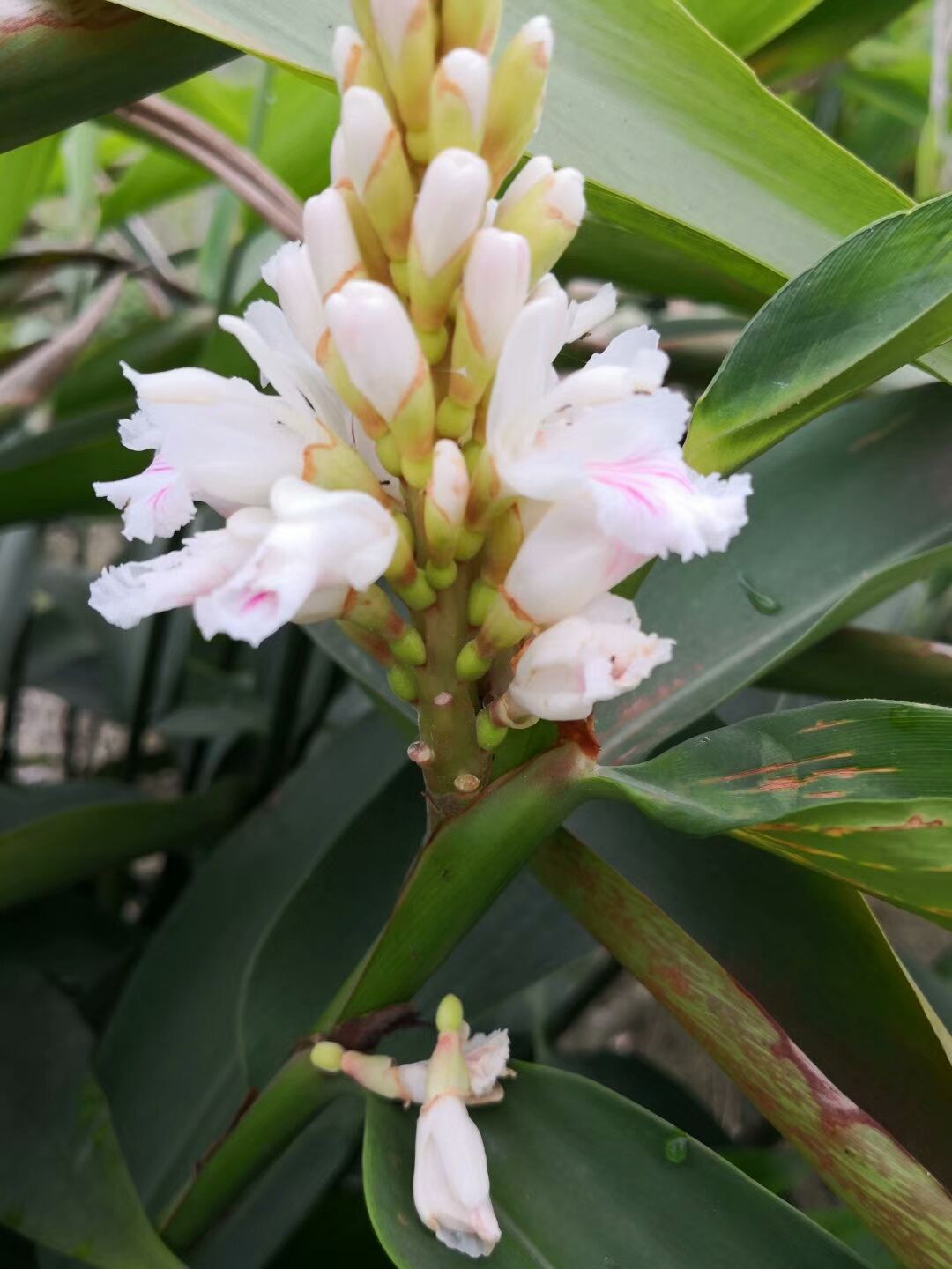 【益智批发】益智价格35元\/斤 1斤起批