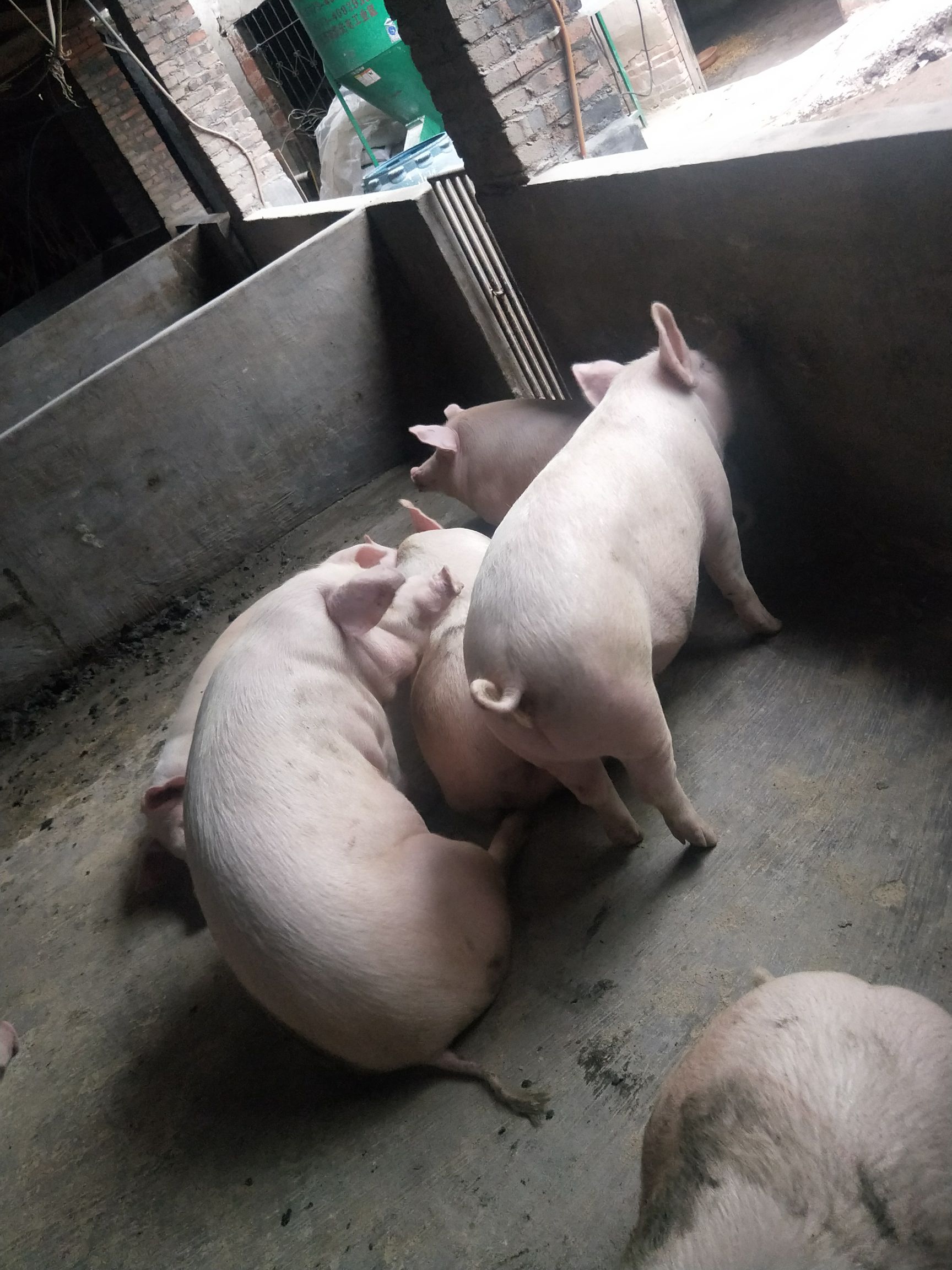 二杂猪 200-300斤