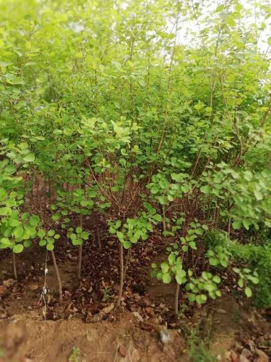 【黄栌批发】黄栌价格80元/棵 300棵起批 - 惠农网