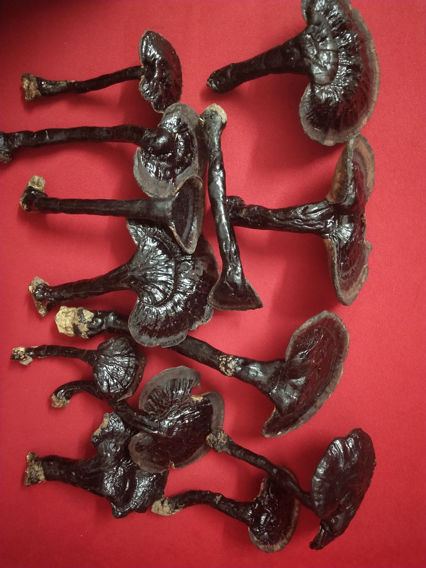 【野生灵芝批发】野生灵芝价格380元\/斤 1斤起