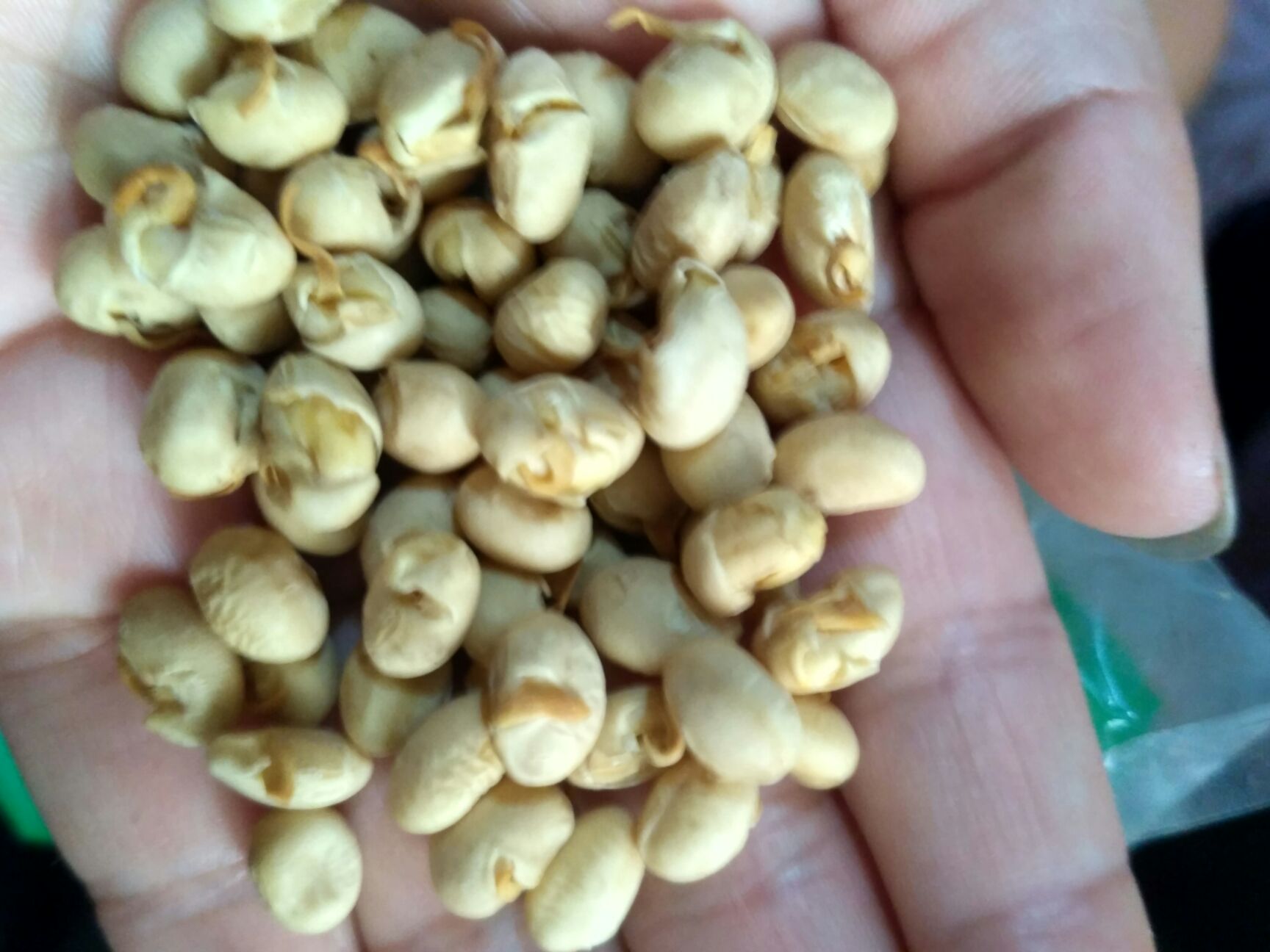 【大豆黄卷批发】大豆黄卷价格20元\/斤 1斤起