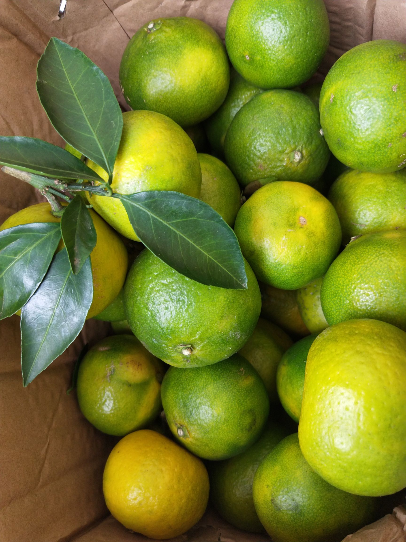 【西柚批发】西柚 1斤以下 约5.0斤\/箱价格34元