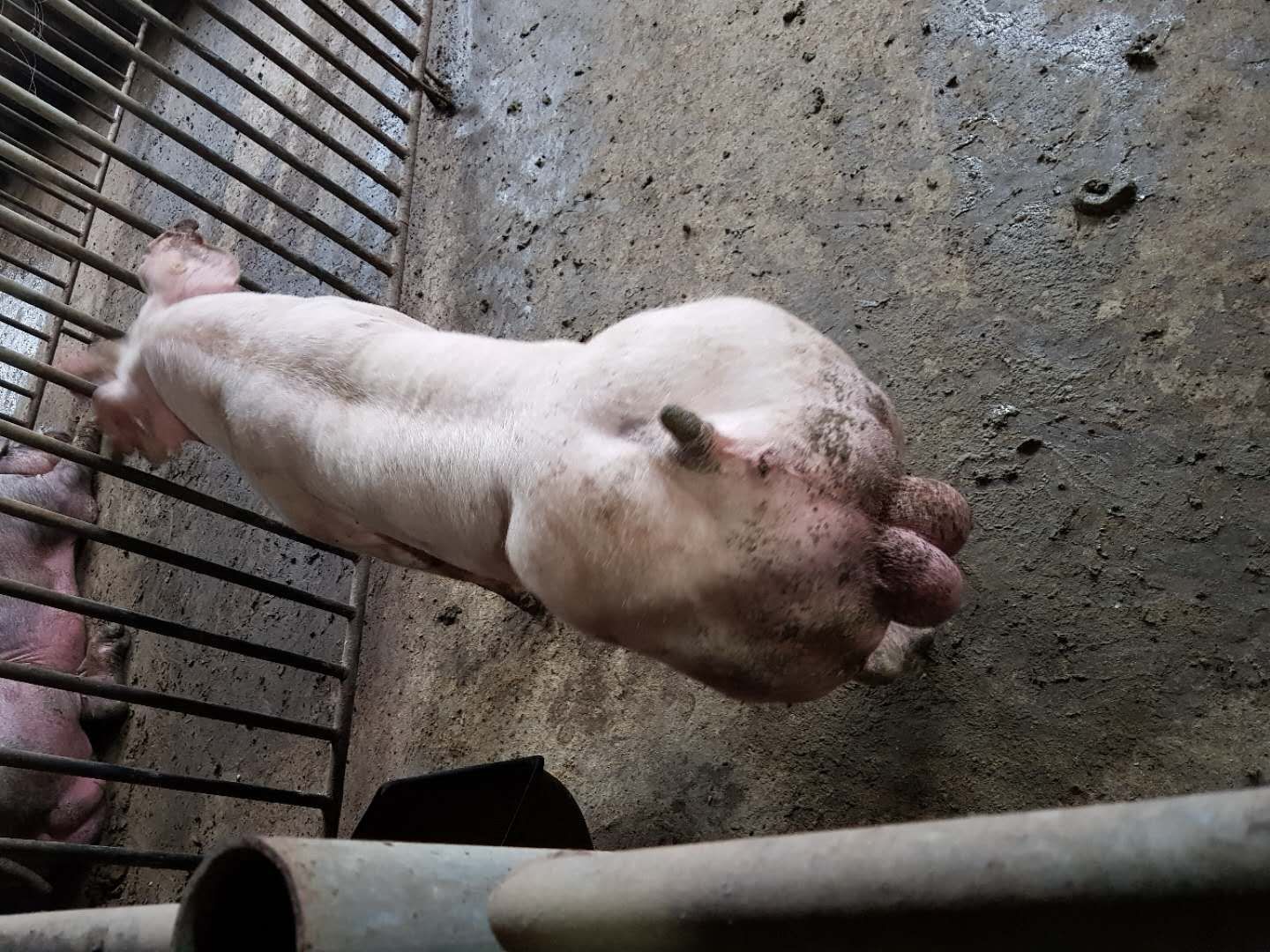 长白种公猪常年对外供应50斤到200斤全囯包邮****