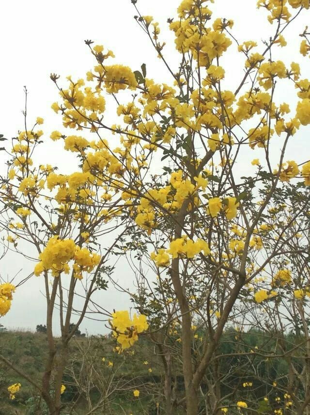 多花黄花风铃木