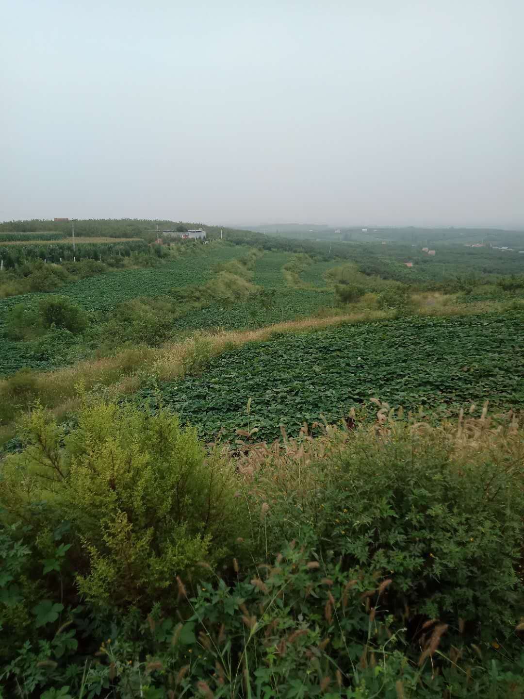 红香蕉红薯 红皮 6两~1斤