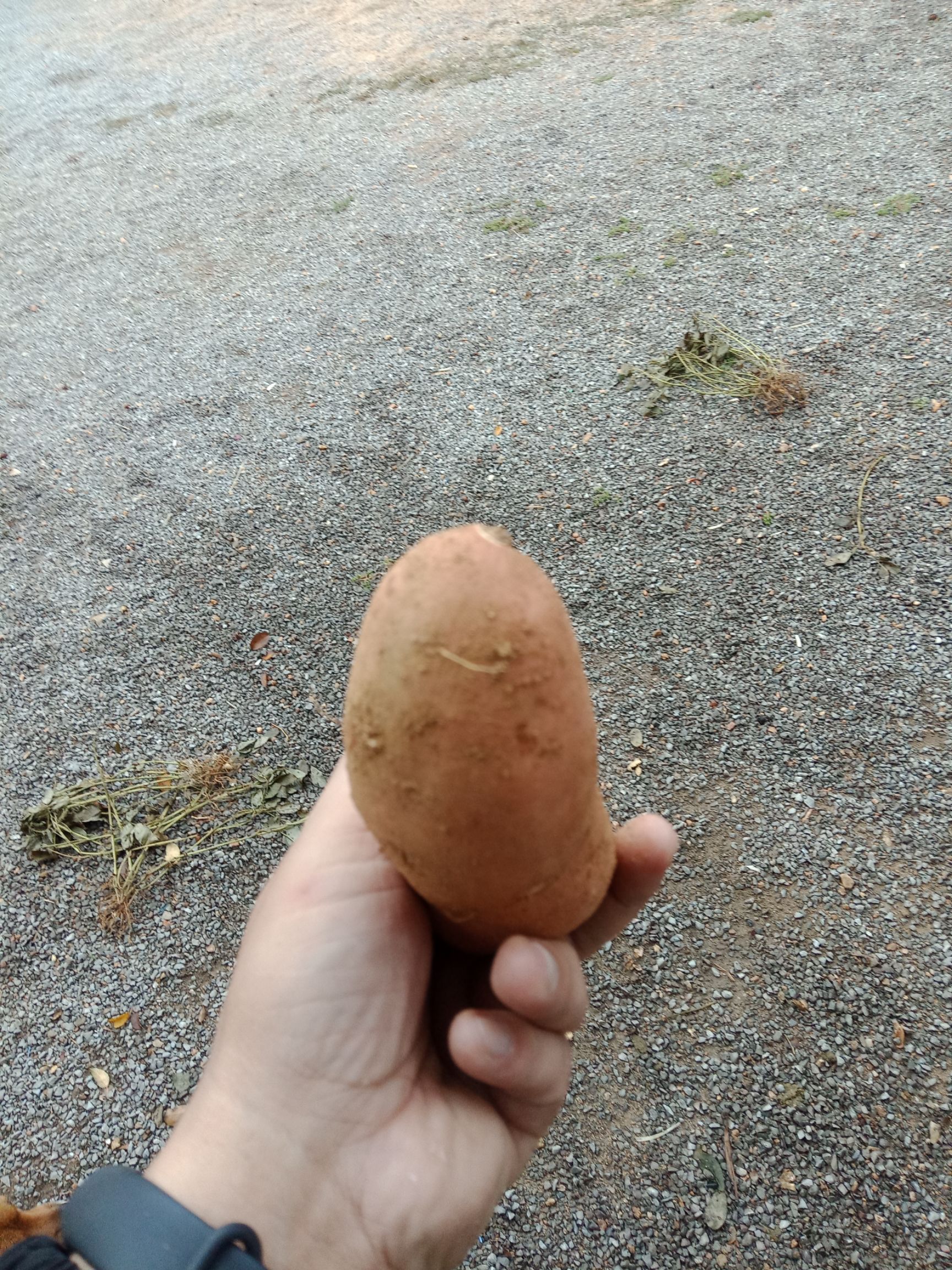 红香蕉红薯 红皮 6两~1斤