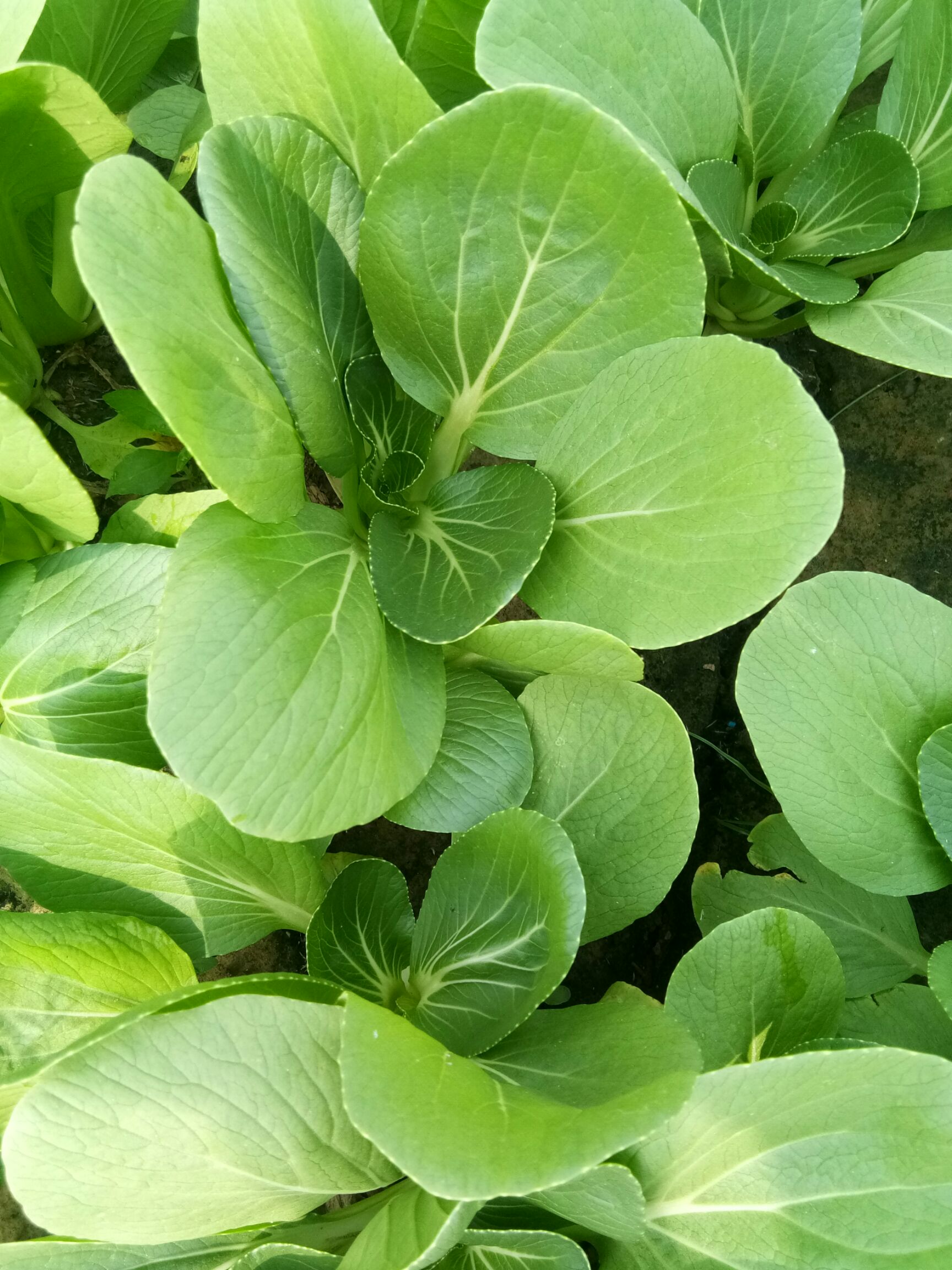 精品上海青油菜,保证质量       
