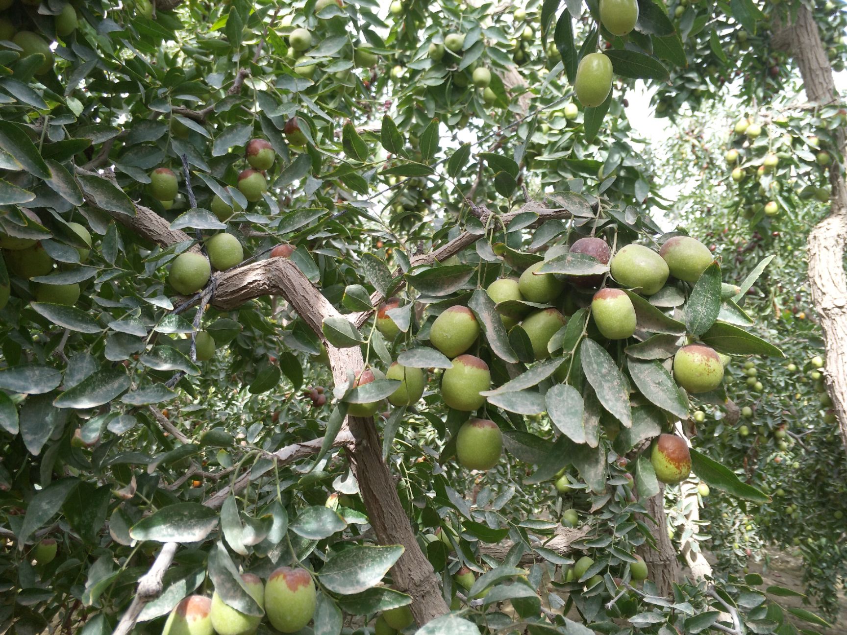 山东聊城市莘县冬枣最新产地行情趋势|产地价