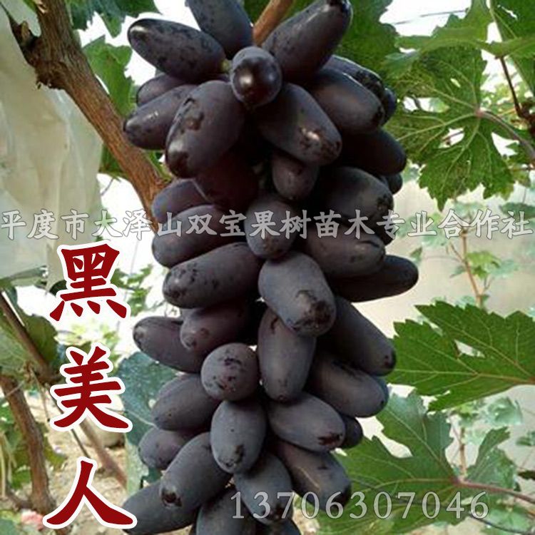 新万博manbetx官网 葡萄苗 无核黑美人苗 手机预览  ❰❱