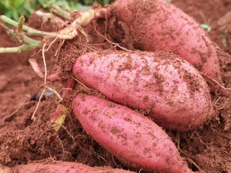 黄心红薯 红皮 3两~6两