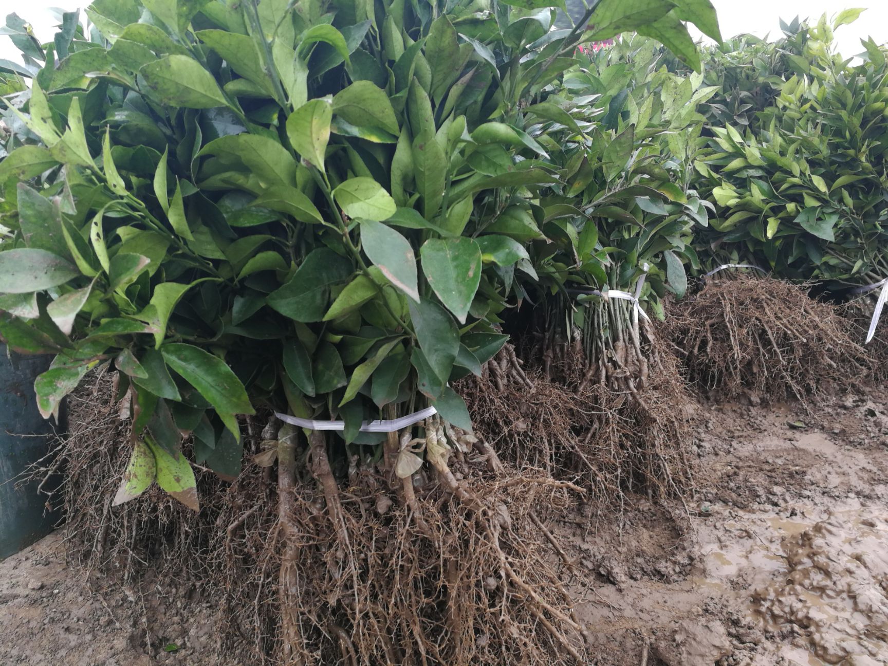 爱媛38号柑橘苗 嫁接苗 0.5~1米