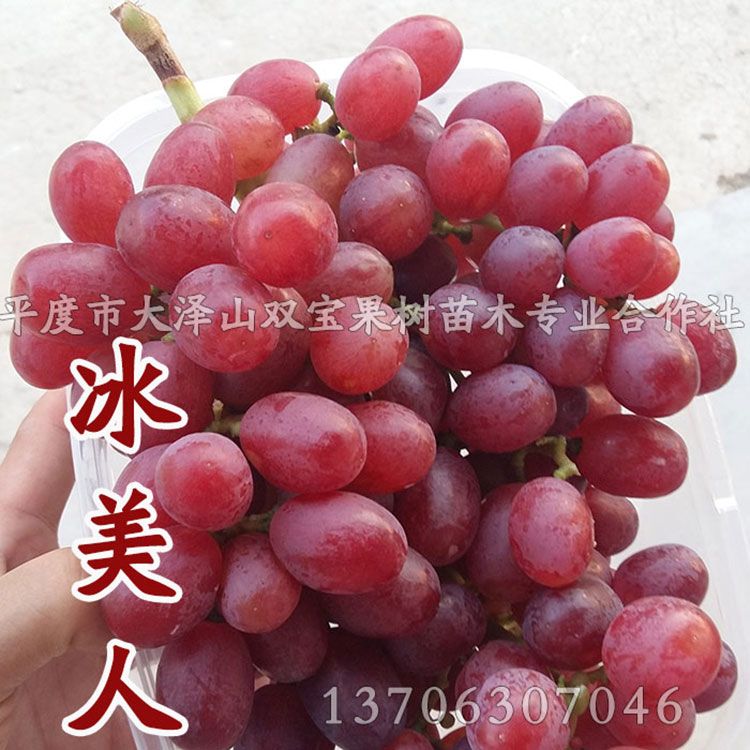 冰美人葡萄苗