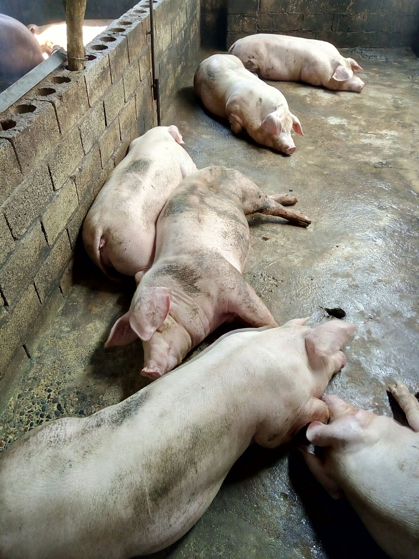 土杂猪 160-200斤