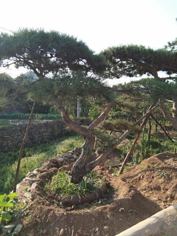 造型油松
