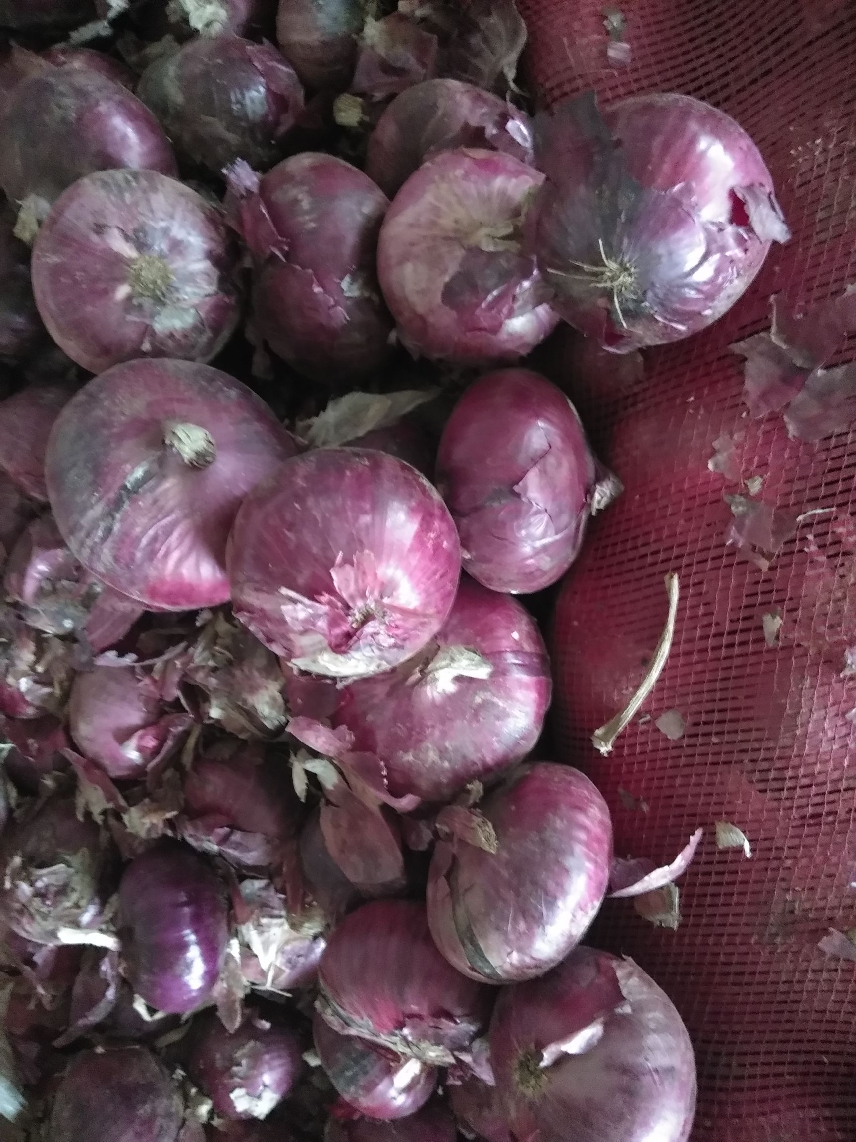 山东青岛市莱西市紫皮洋葱最新产地行情趋势|