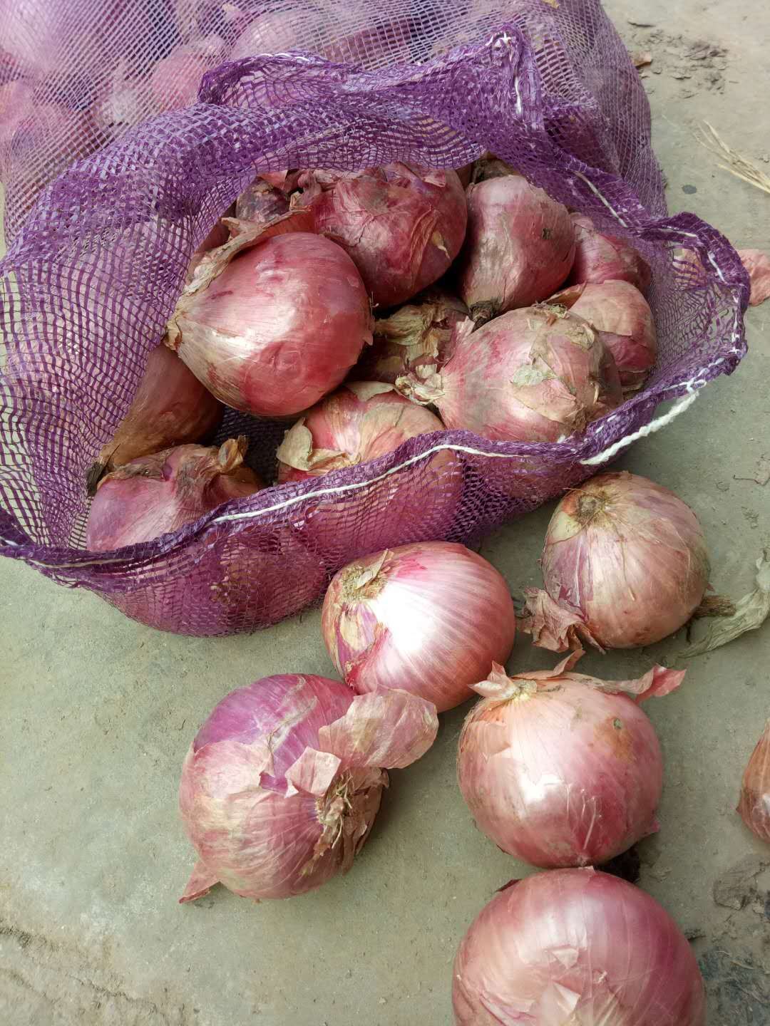 安徽宿州市埇桥区二红洋葱最新产地行情趋势|