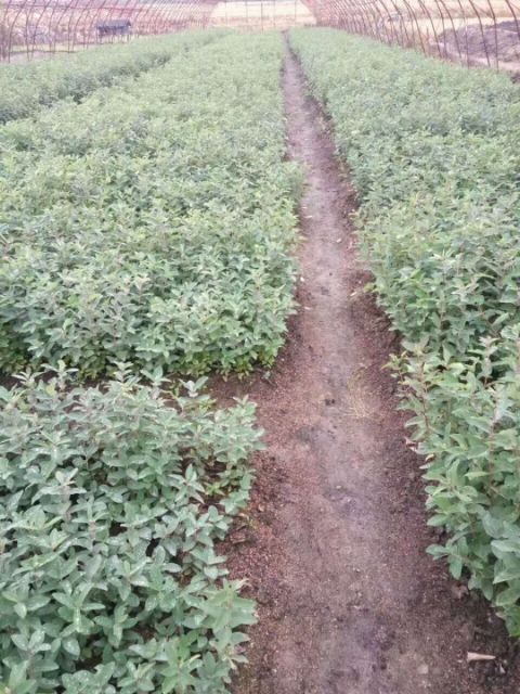 蓝靛果苗
