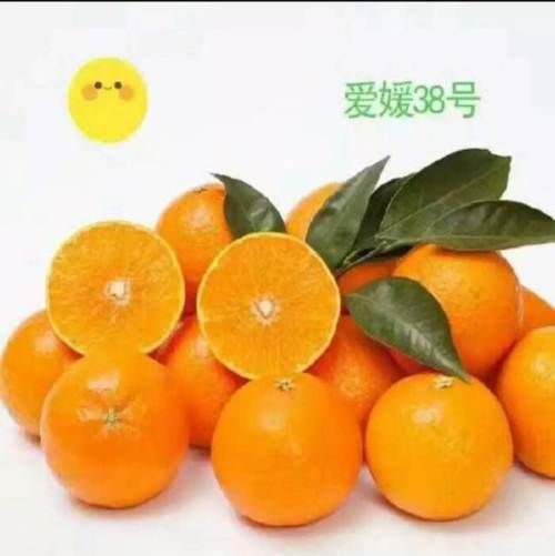 【预售】爱媛38号柑橘 3 - 3.5cm 2 - 3两