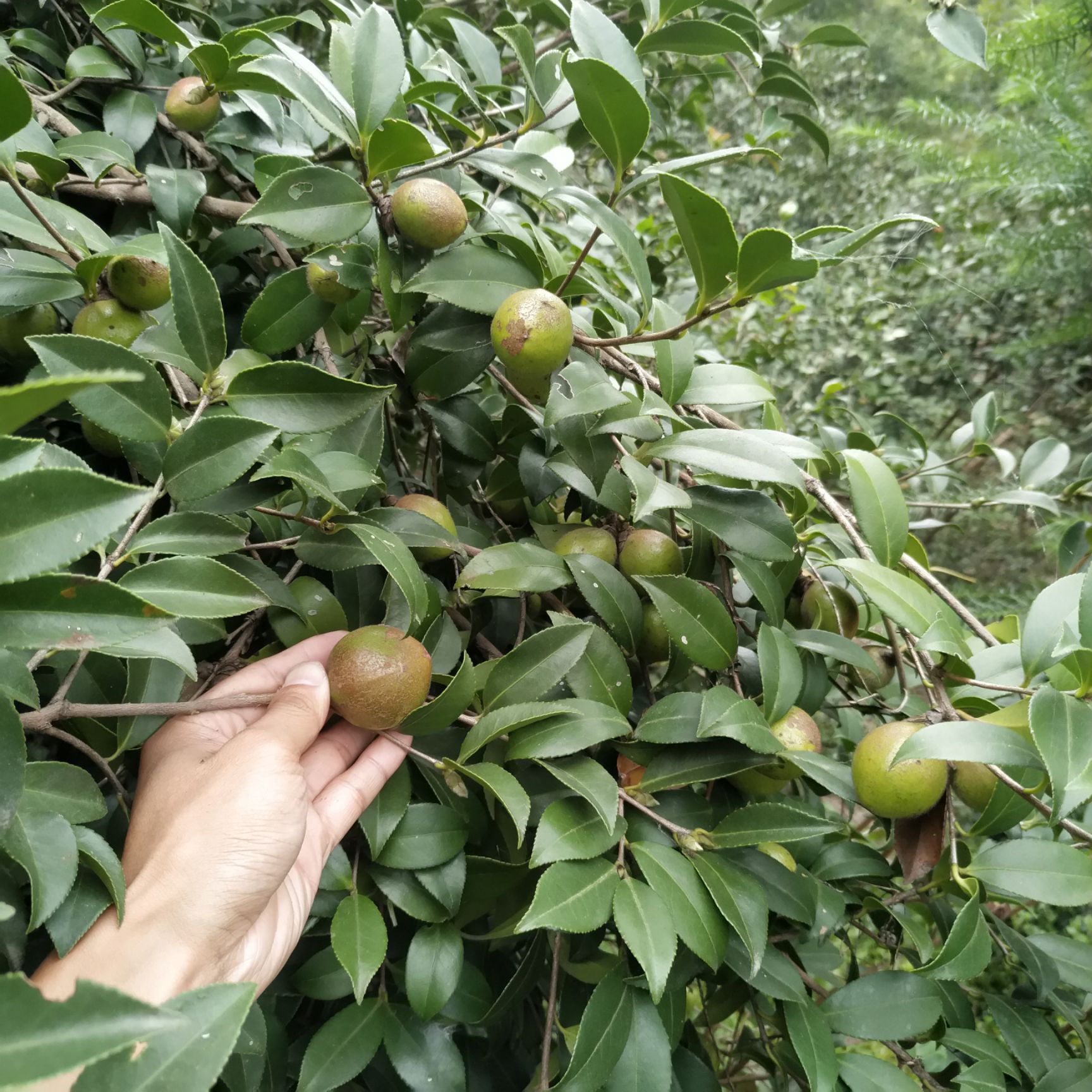 野山茶籽