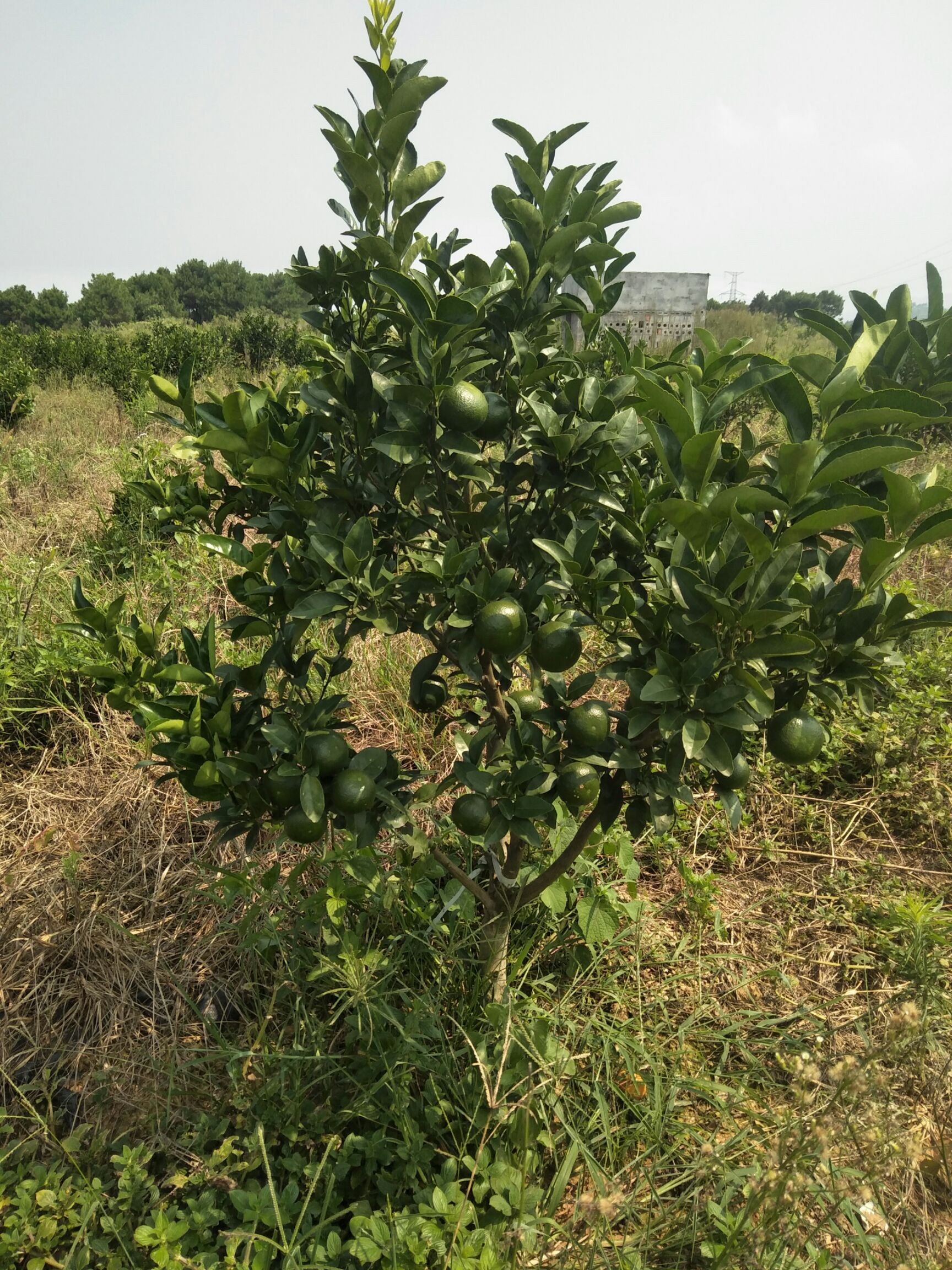 重庆重庆市长寿区茂谷柑最新产地行情趋势|产