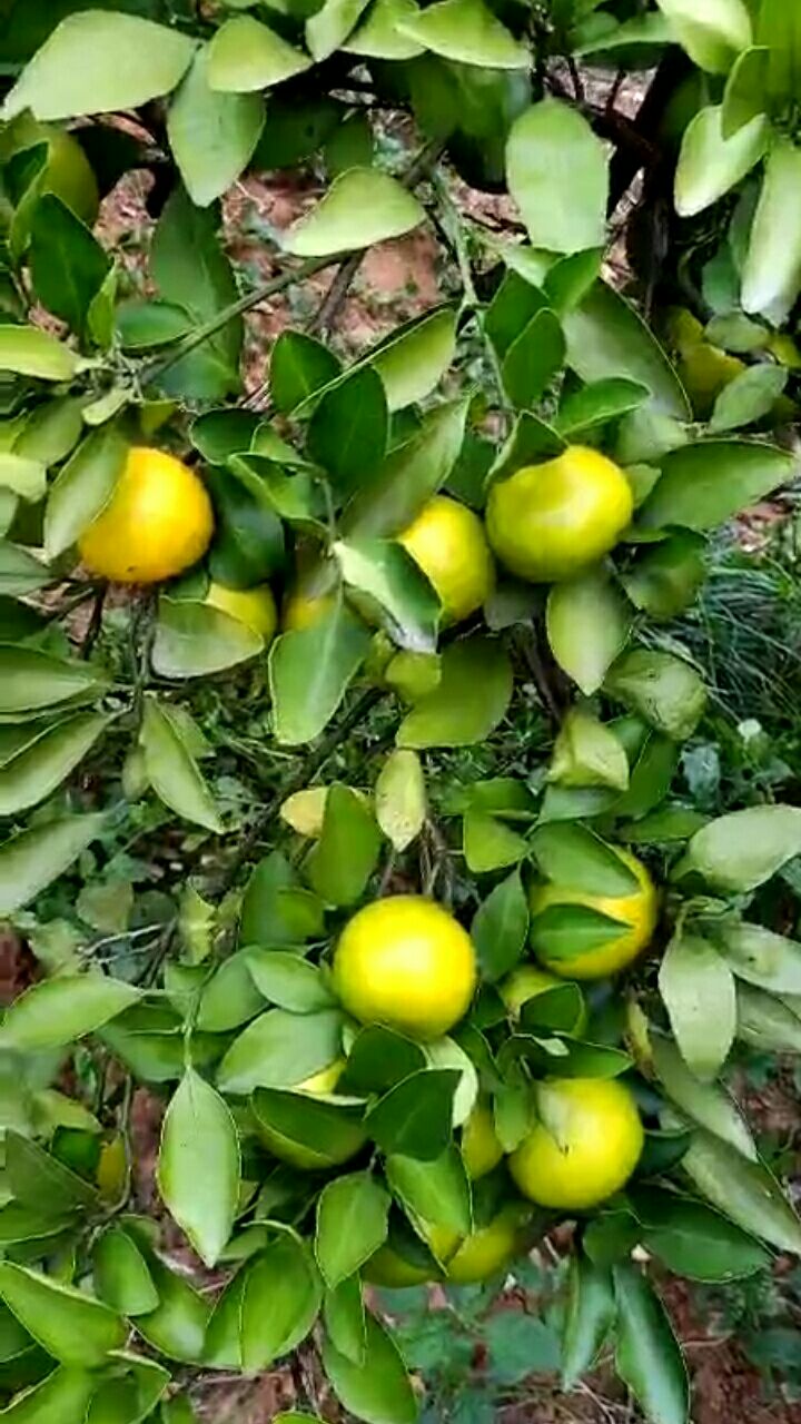 宜昌蜜桔 6.5 - 7cm 2 - 3两