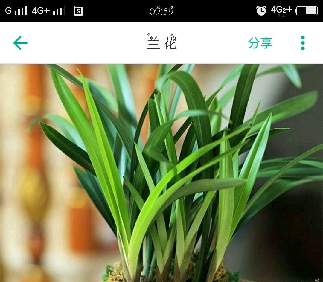 春剑兰花 不含盆