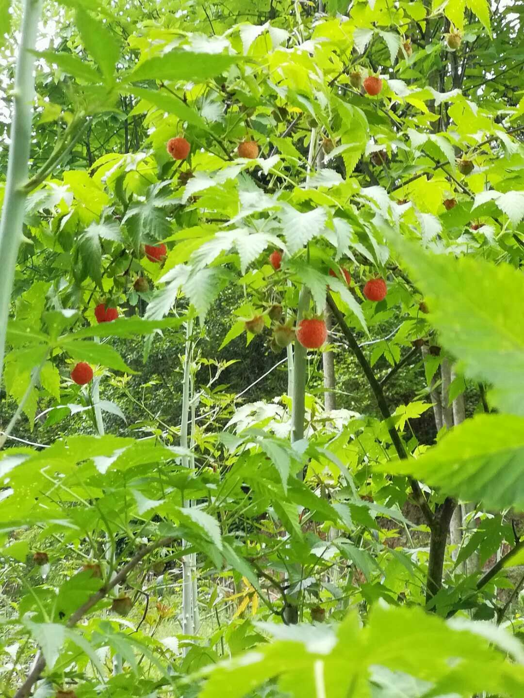 掌叶覆盆子苗