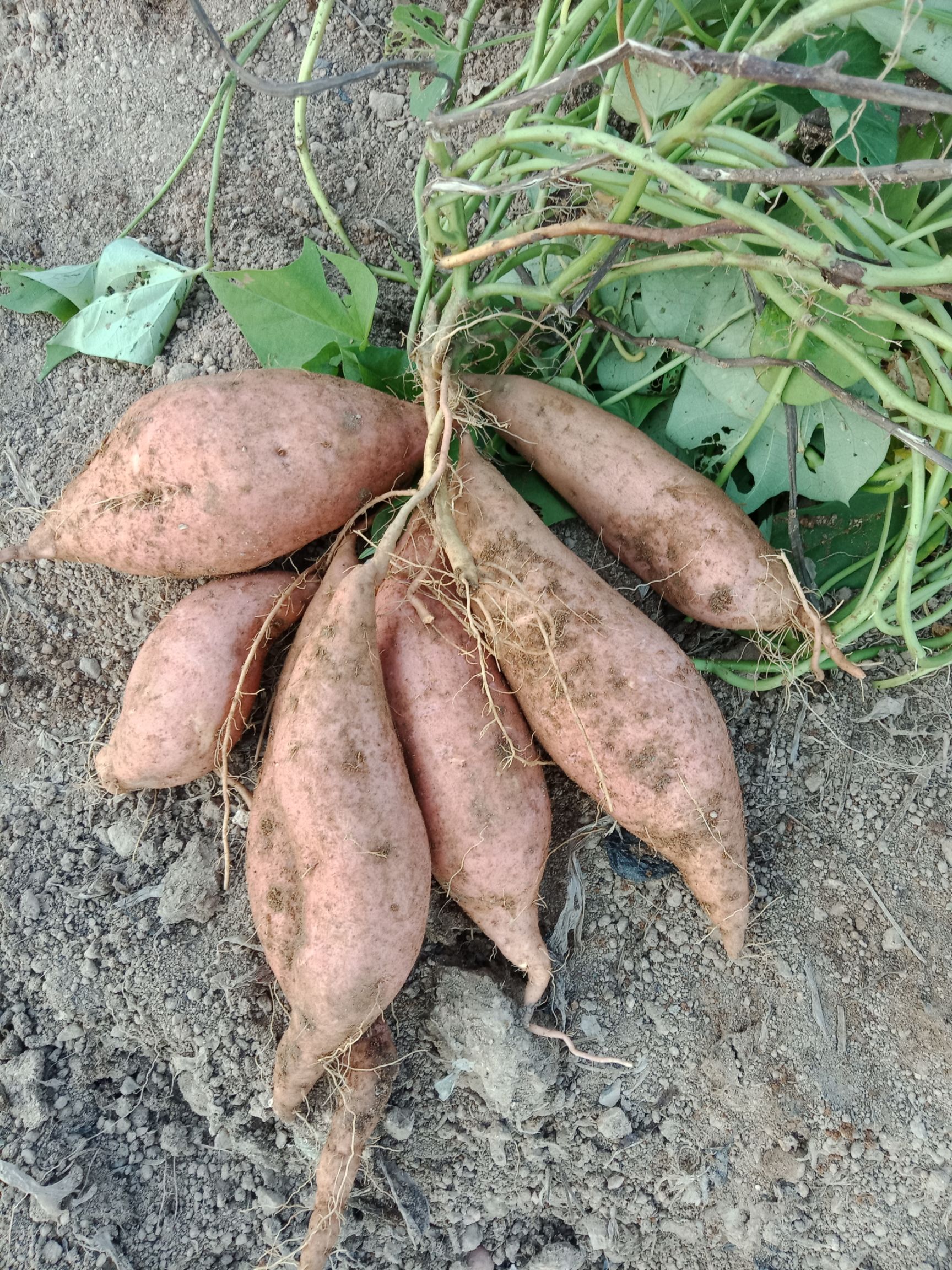 红香蕉红薯 红皮 6两~1斤