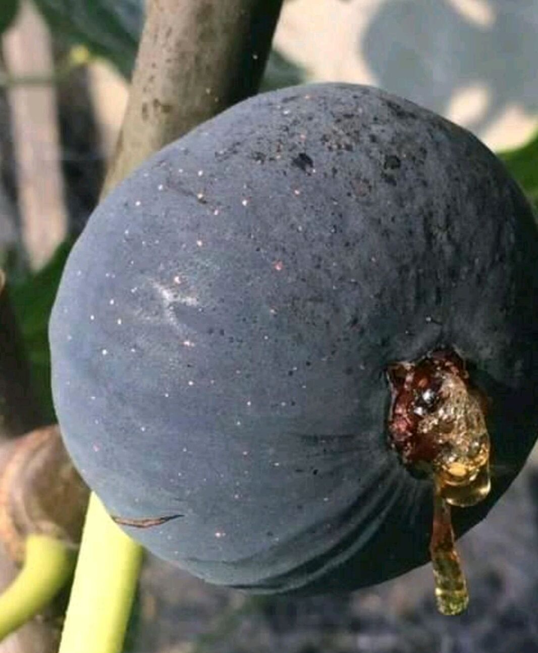 紫果无花果树苗,自家育苗,保证品种,保证纯度,保证质量.