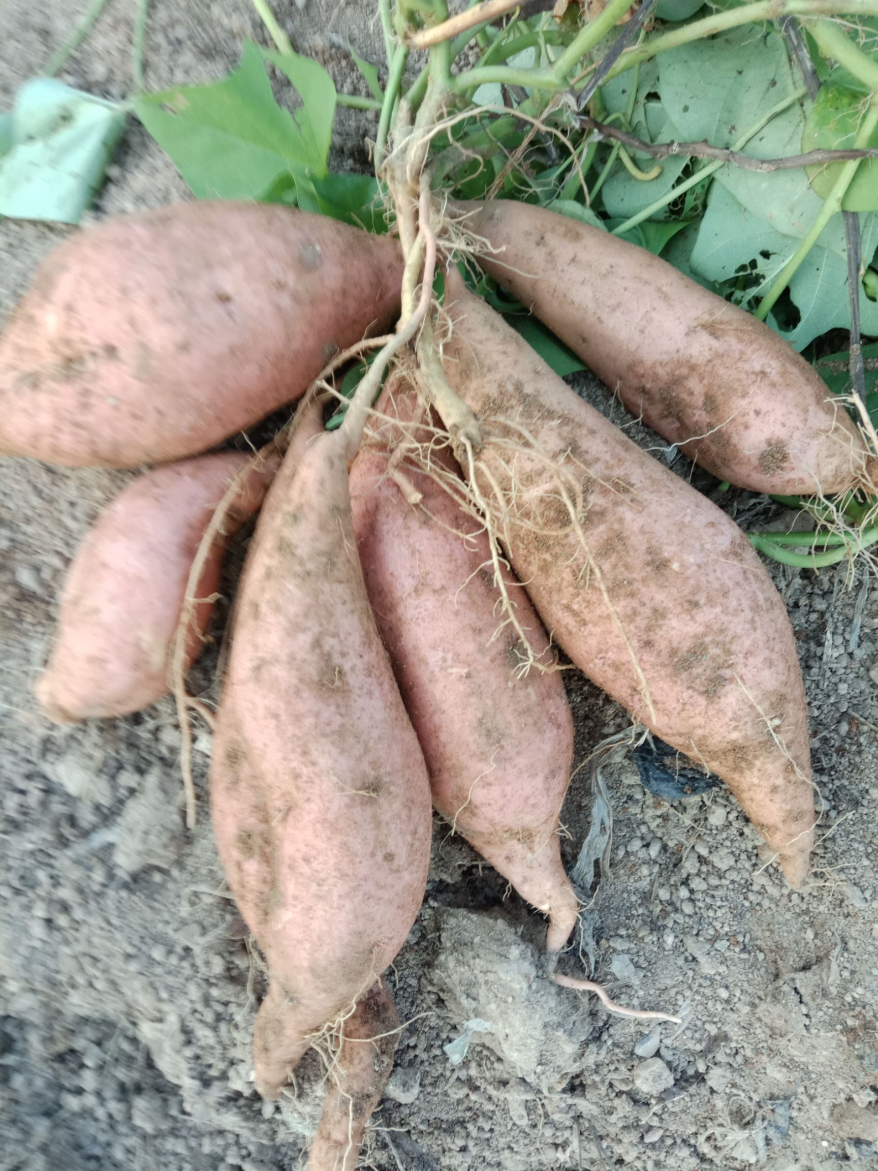 红香蕉红薯 红皮 6两~1斤