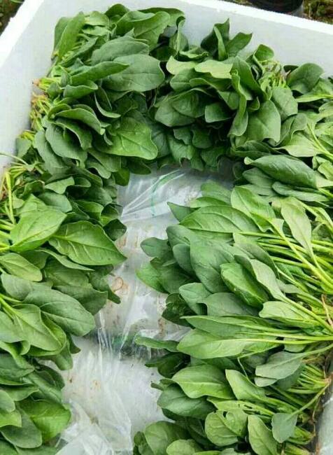 大叶菠菜 20~25cm图片