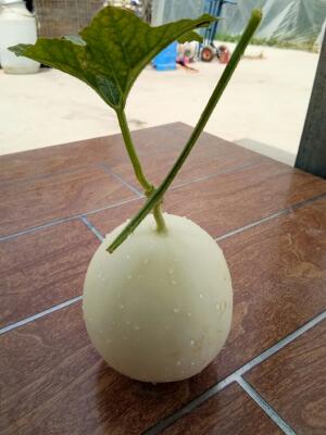 河南开封市兰考县天蜜脆梨甜瓜最新产地行情趋