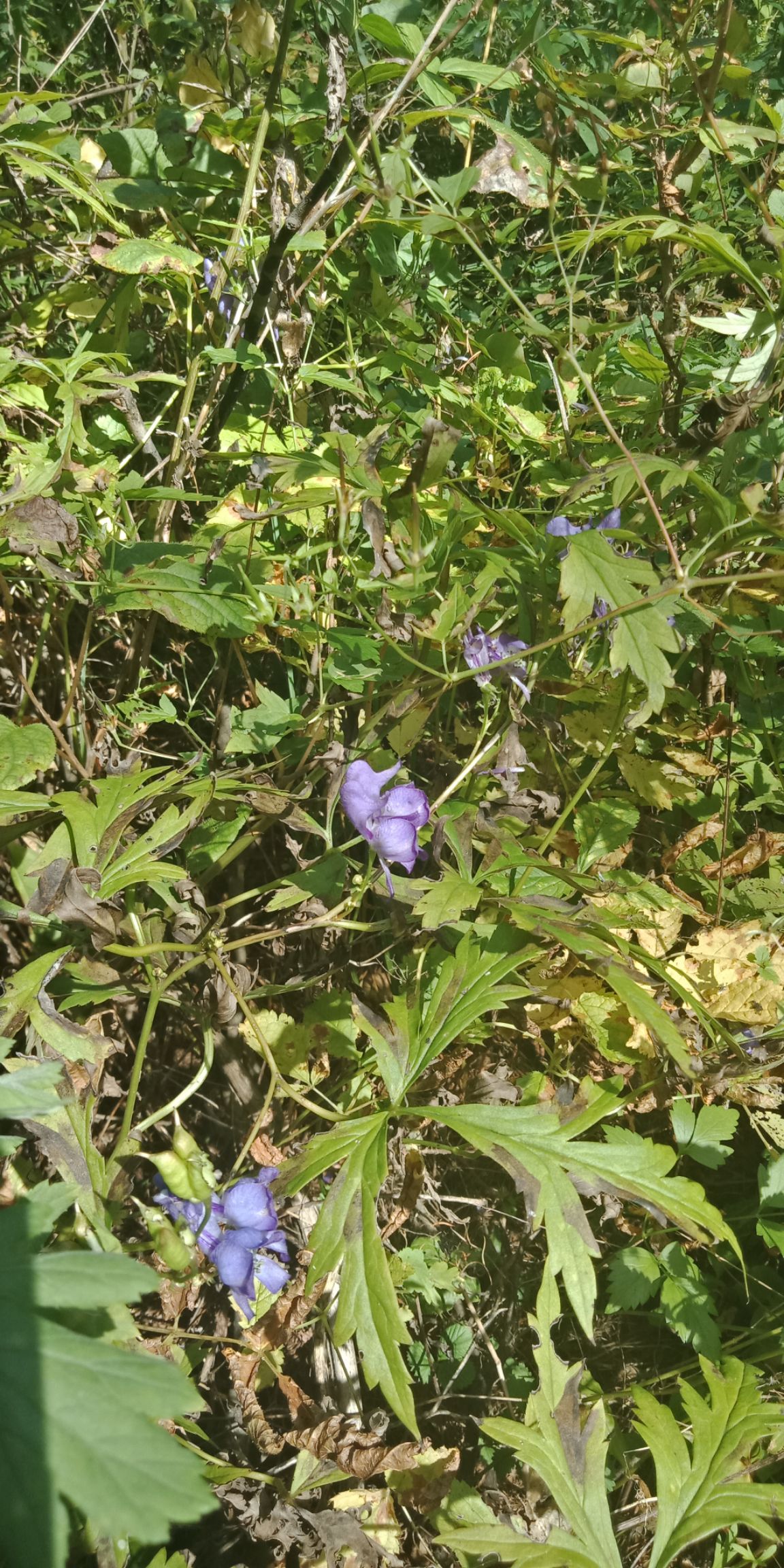 出售野生草乌(百步草)根芽量大要的联系****