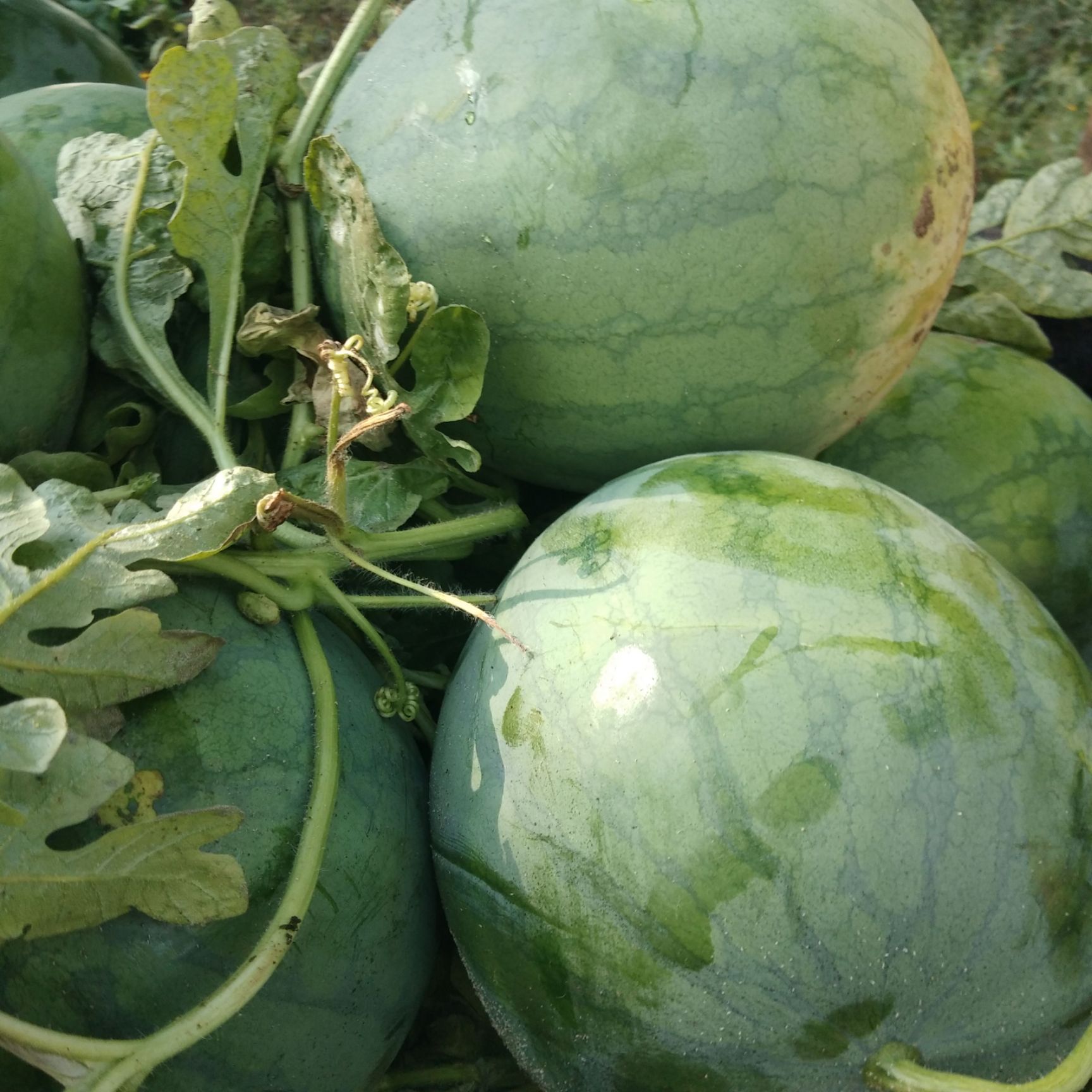 无籽西瓜 无籽 1茬 8成熟 7斤打底