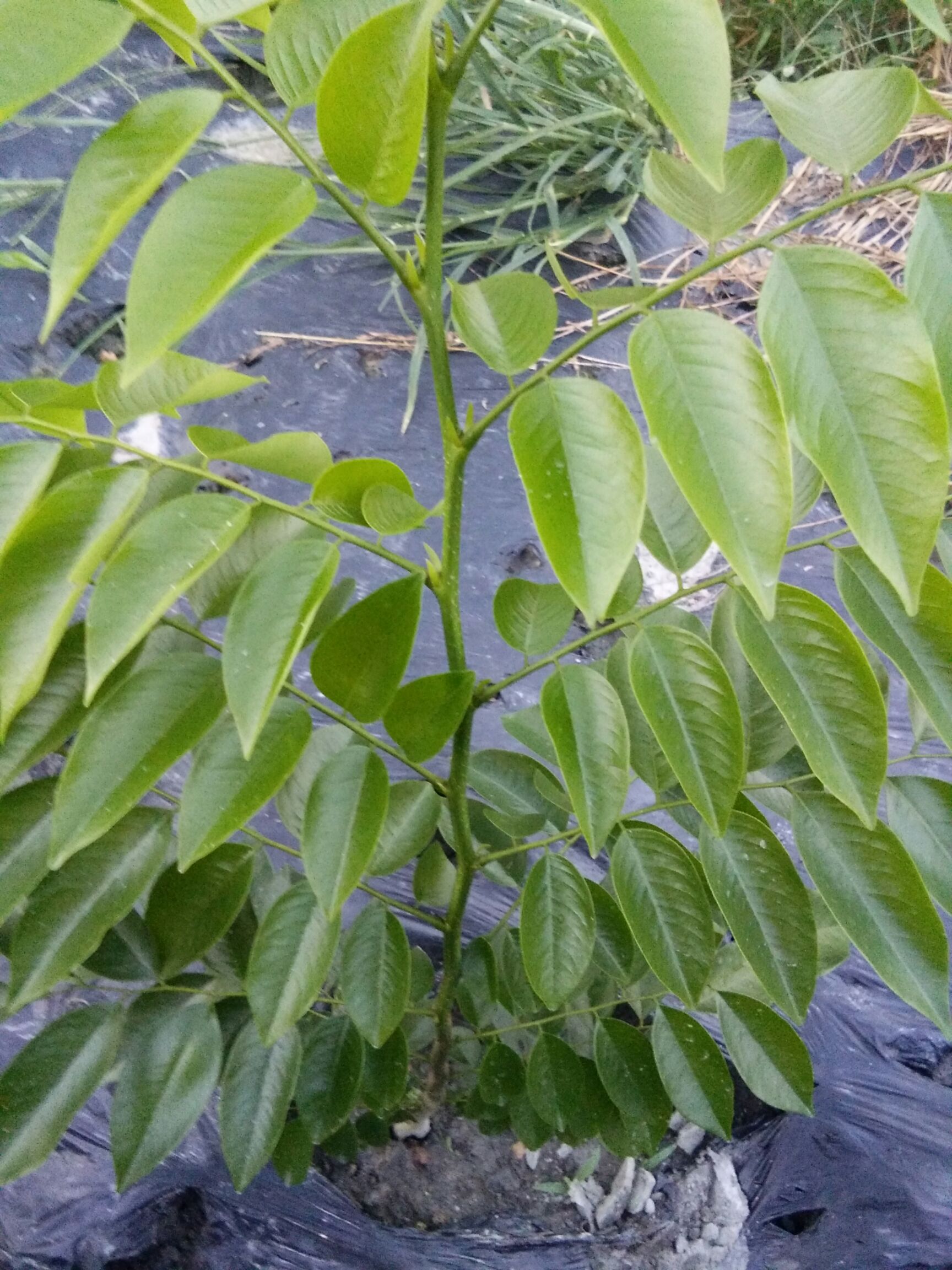 海南黄花梨树苗 降香黄 檀木即海南黄花梨,成*率百分之九十五.