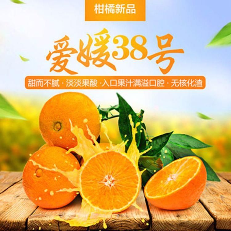 爱媛38号柑桔苗 嫁接苗 0.2~0.35米