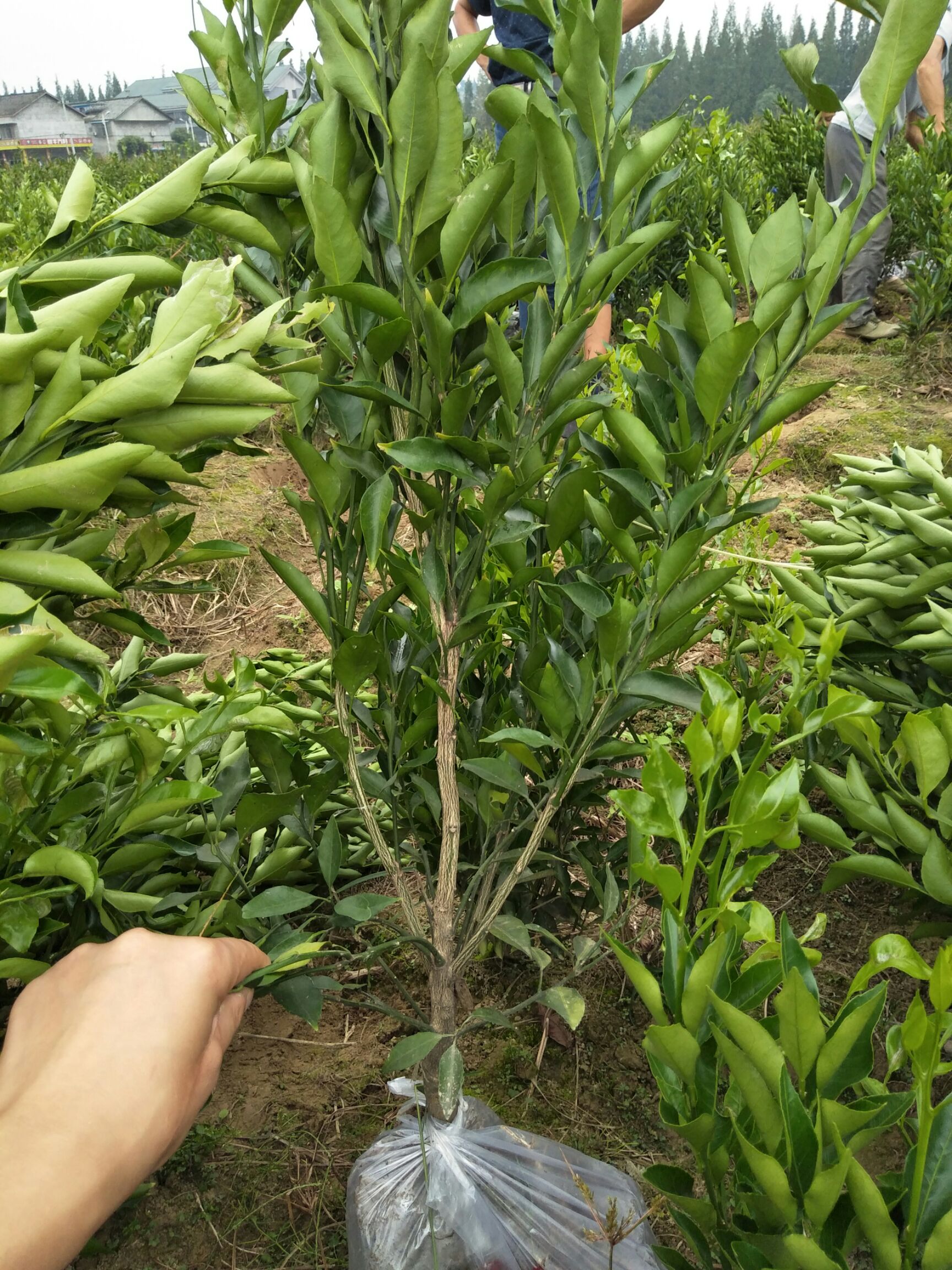 春见柑桔苗 移栽苗 1~1.5米