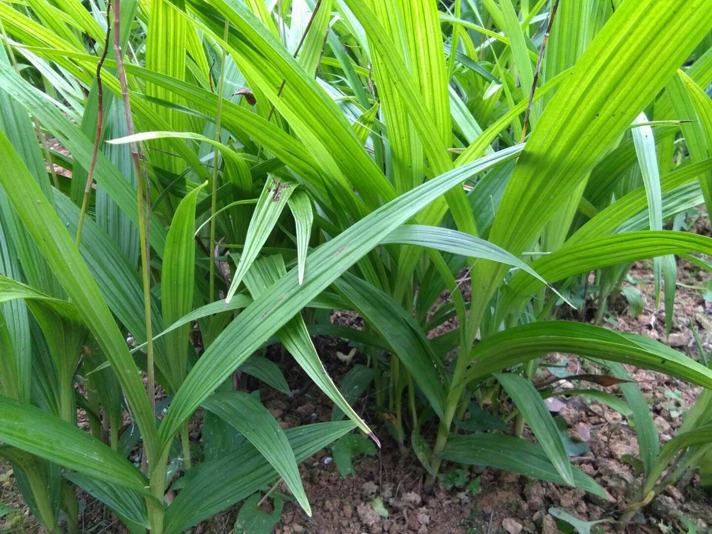 【白芨苗批发】白芨苗价格1.6元/株 10000株起批