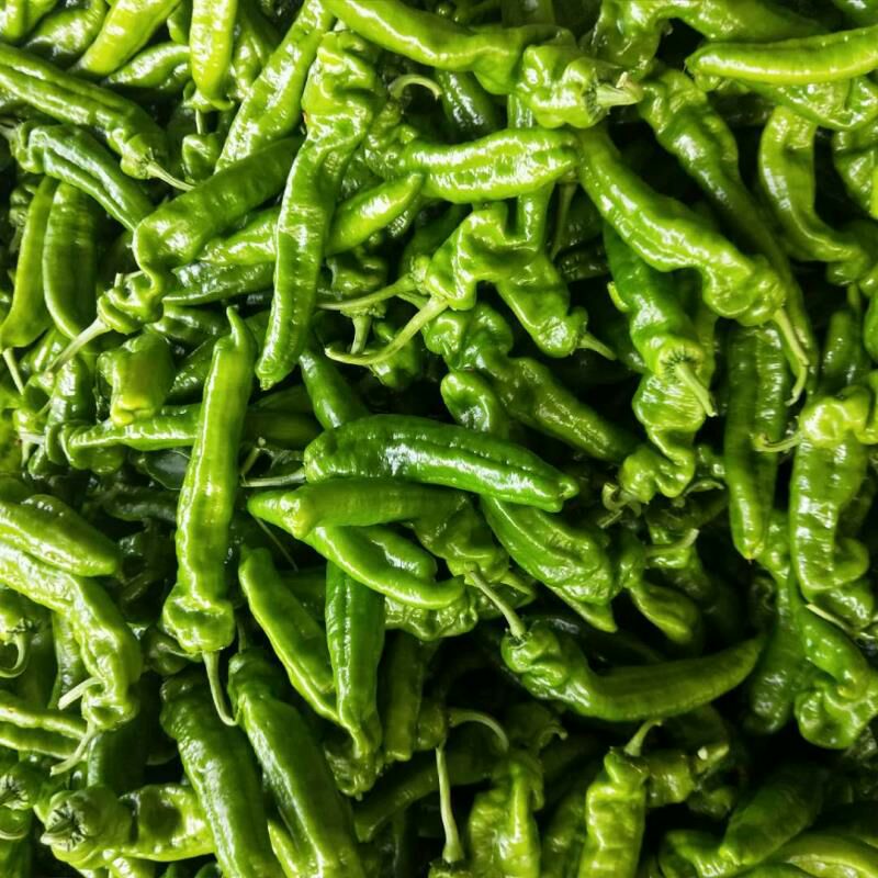 山东聊城市莘县螺丝椒最新产地行情趋势|产地