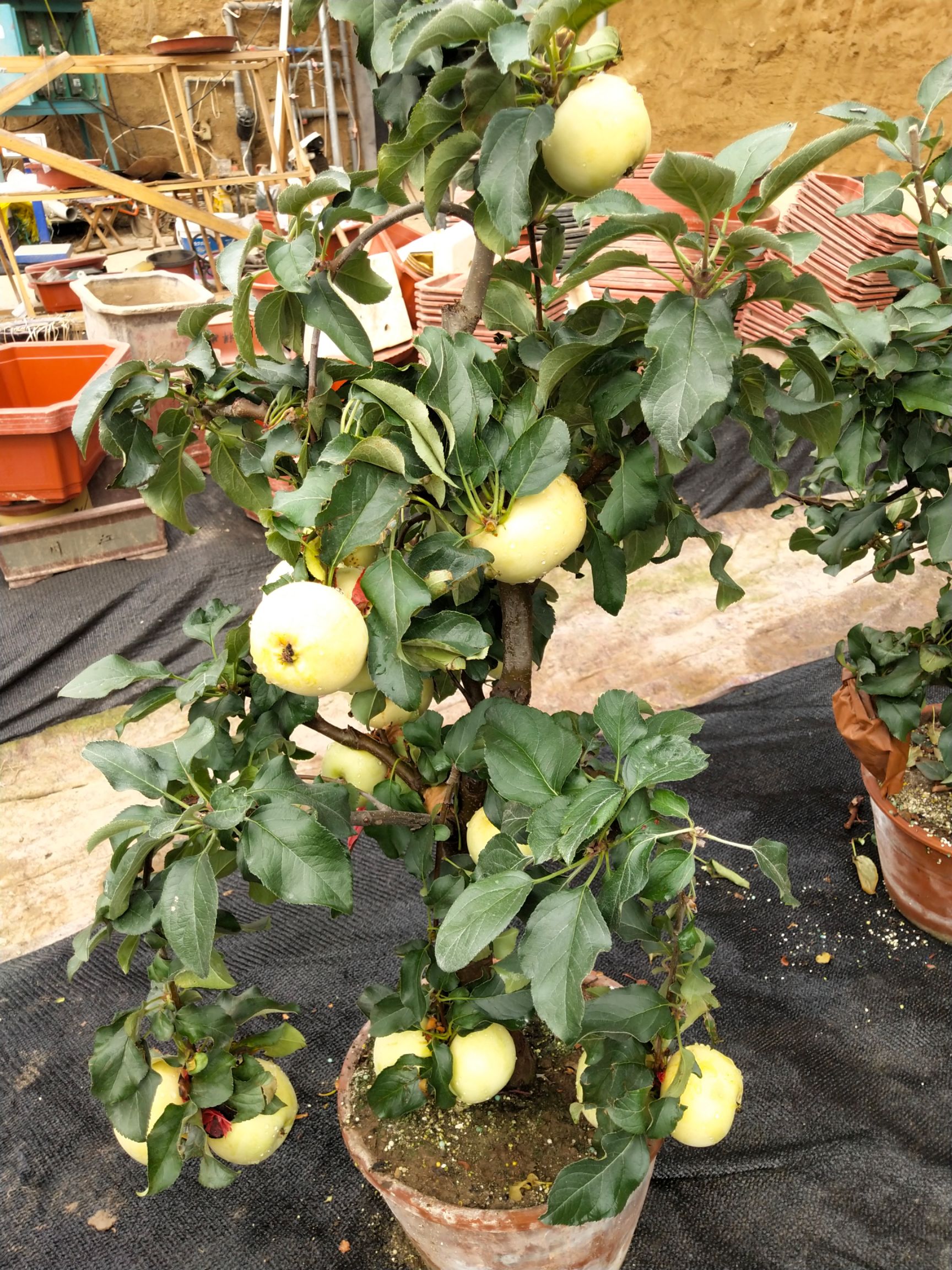 山东果树盆景批发_山东果树盆景供应_山东果