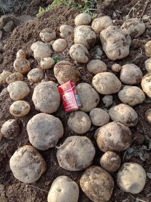 白皮白肉 3两以上