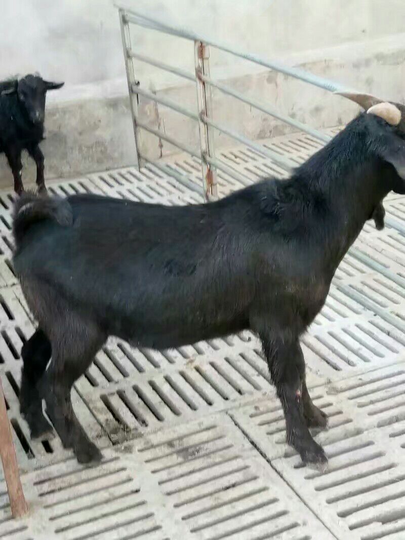 黑山羊 30-50斤