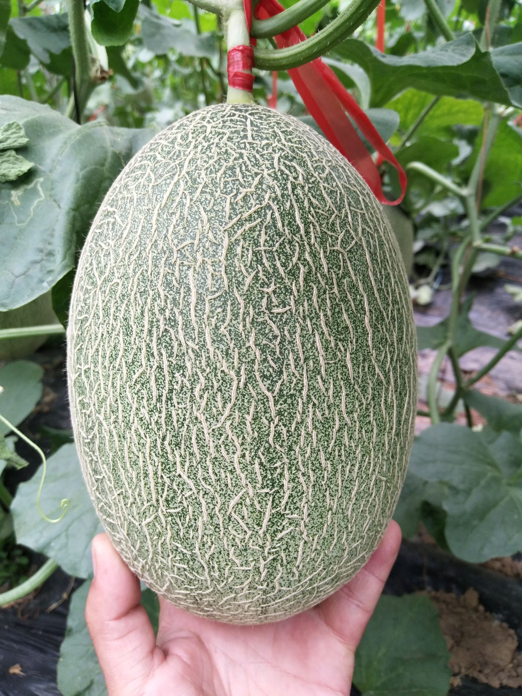 小蜜25甜瓜香瓜哈密瓜基地品种上百种