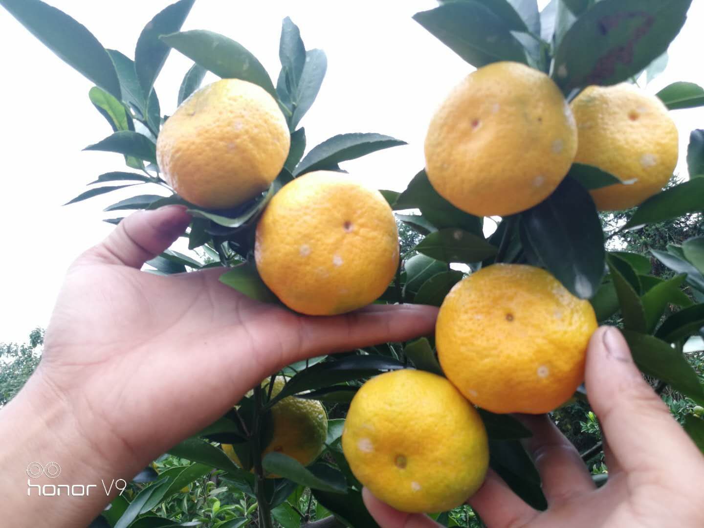 新余蜜橘 5.5 - 6cm 1 - 1.5两
