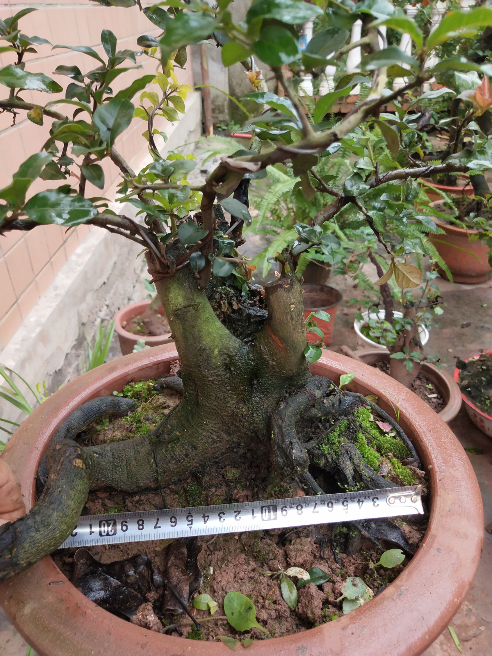 供应大厅  苗木花草  造型景观树  造型金弹子
