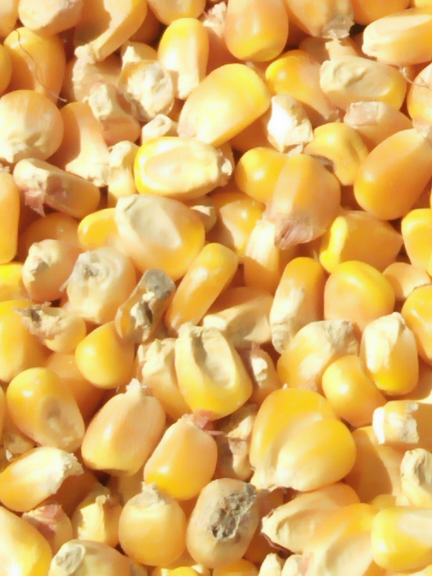 山东省潍坊市高密市玉米干粮最新产地行情趋势