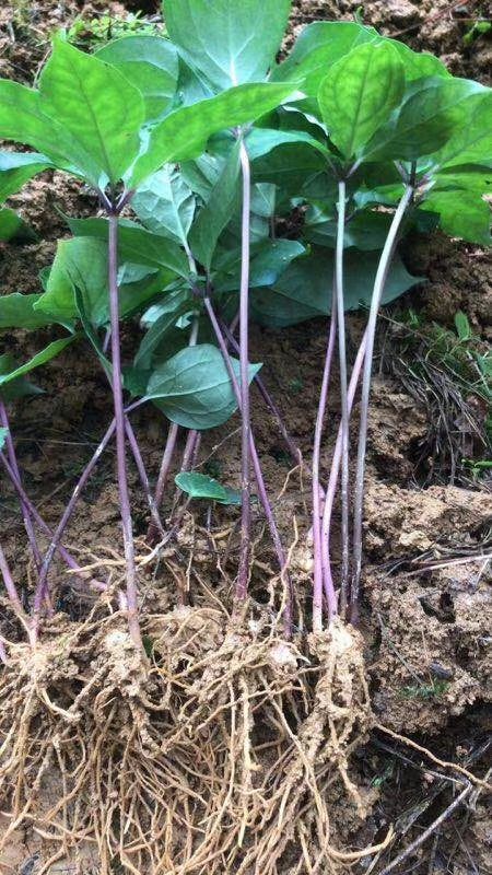 【矮杆滇重楼批发】矮杆滇重楼价格6元\/颗 10